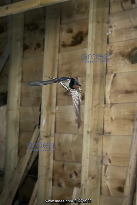 : BIRD. Swallow in flight, in a barn : BIRD. Swallow in flight, in a barn