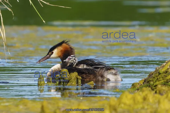 : A bird swimming in the water, surrounded by reeds and algae : A bird swimming in the water, surrounded by reeds and algae