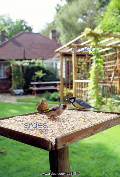 : Bird Table - with birds feeding, Greenfinch, Goldfinch : Bird Table - with birds feeding, Greenfinch, Goldfinch