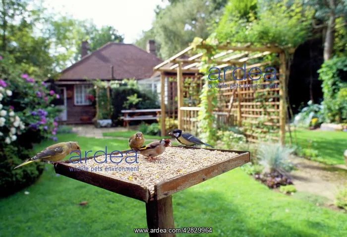 : Bird Table - with birds feeding, Greenfinch, Goldfinch : Bird Table - with birds feeding, Greenfinch, Goldfinch