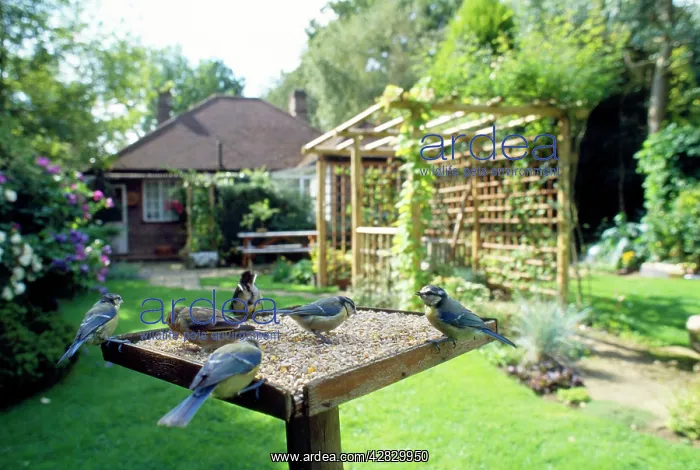 : BIRD TABLE - Blue tit, Greenfinch (Cardvelis Chloris) : BIRD TABLE - Blue tit, Greenfinch (Cardvelis Chloris)