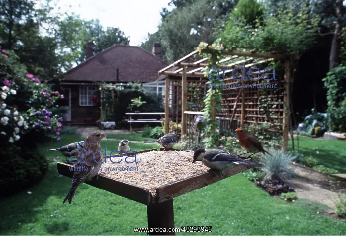 : BIRD TABLE - Great Tit, Robin (Erithacus rubecula) : BIRD TABLE - Great Tit, Robin (Erithacus rubecula)