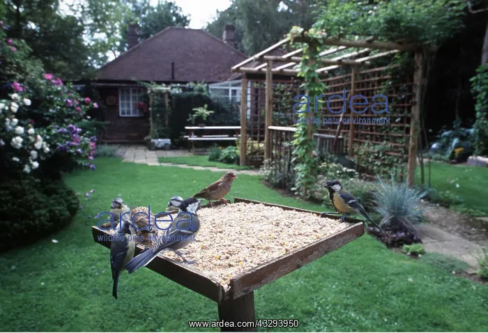 : BIRD TABLE - Great tits, Blue Tit (Cyanistes caeruleus) : BIRD TABLE - Great tits, Blue Tit (Cyanistes caeruleus)