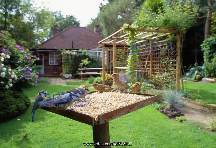  : BIRD TABLE - Great tits, Greenfinch (Cardvelis