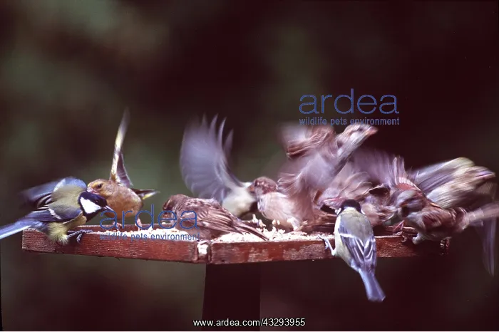 : BIRD TABLE - Great tits, Greenfinch (Cardvelis Chloris) : BIRD TABLE - Great tits, Greenfinch (Cardvelis Chloris)