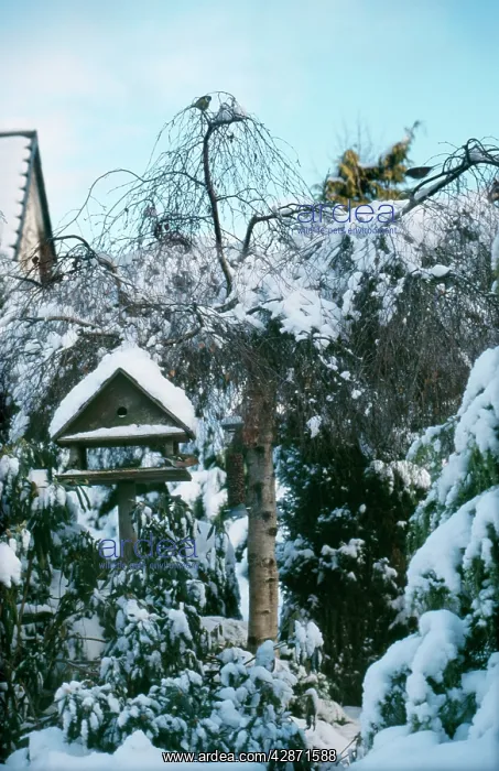  : BIRD TABLE - in snowy garden. Winter