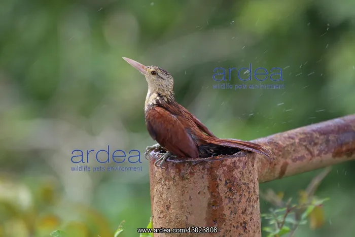  : Bird taking bath Los Llanos, Venezuela