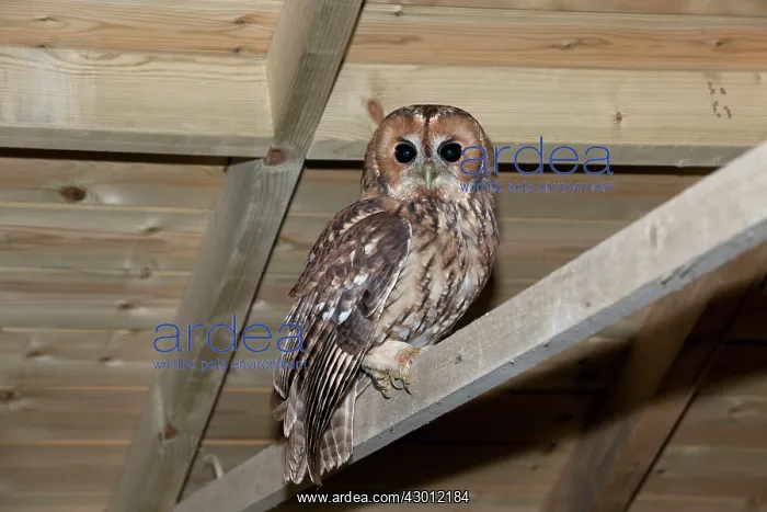  : BIRD Tawny Owl roosting in garage  /  barn