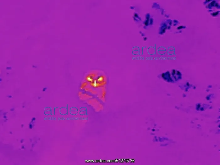  : BIRD. Tawny Owl roosting in a tree