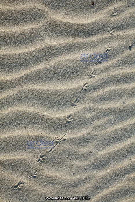 : Bird Tracks - songbird in sand, on sand dune : Bird Tracks - songbird in sand, on sand dune