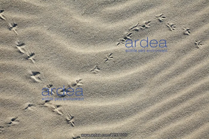 : Bird Tracks - songbird in sand, on sand dune : Bird Tracks - songbird in sand, on sand dune