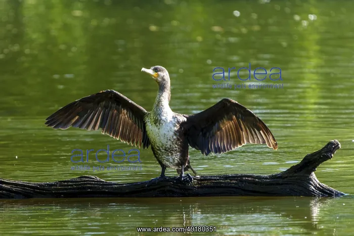 : Bird on a tree trunk in the water with wings spread to the sun : Bird on a tree trunk in the water with wings spread to the sun