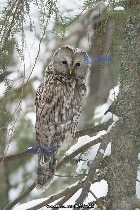  : BIRD. Ural Owl sitting in snowy fir tree