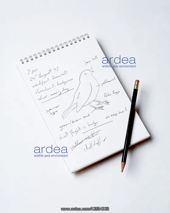 : Bird Watcher's Notebook - and pencil : Bird Watcher's Notebook - and pencil
