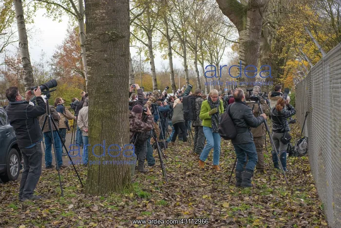 : Bird Watchers and Photographers near the Northern Hawk Owl : Bird Watchers and Photographers near the Northern Hawk Owl