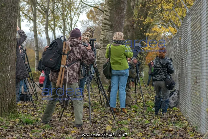 : Bird Watchers and Photographers near the Northern Hawk Owl : Bird Watchers and Photographers near the Northern Hawk Owl