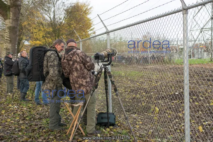  : Bird Watchers and Photographers near the Northern Hawk Owl