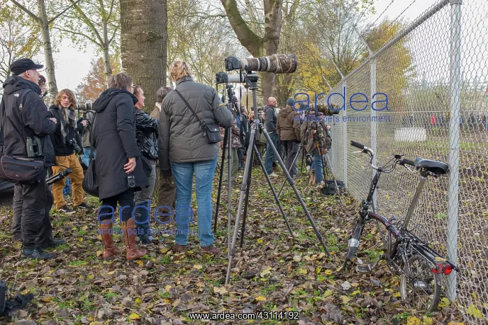 : Bird Watchers and Photographers near the Northern Hawk Owl : Bird Watchers and Photographers near the Northern Hawk Owl