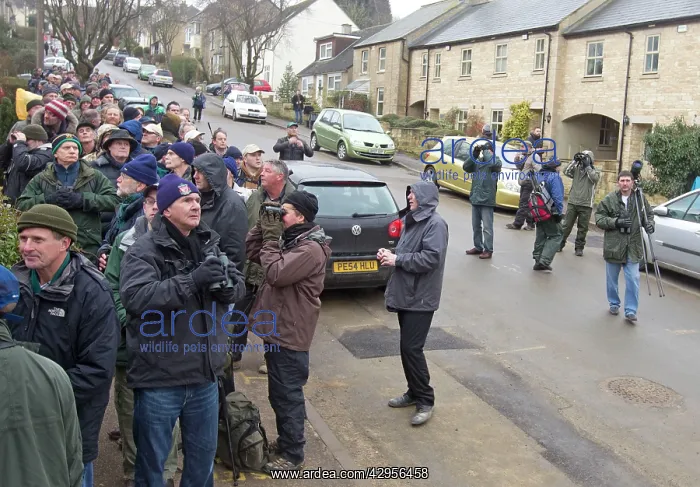 : Bird Watchers and Twitchers - queueing in a residential : Bird Watchers and Twitchers - queueing in a residential