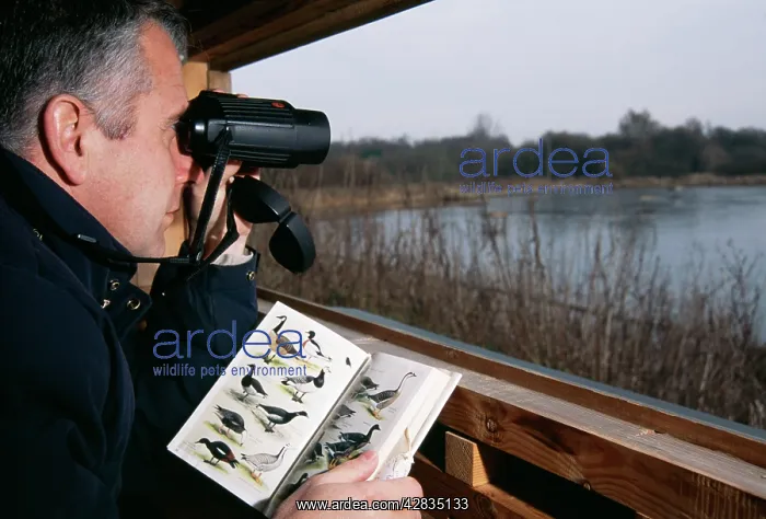 : BIRD WATCHING - adult watching from hide : BIRD WATCHING - adult watching from hide