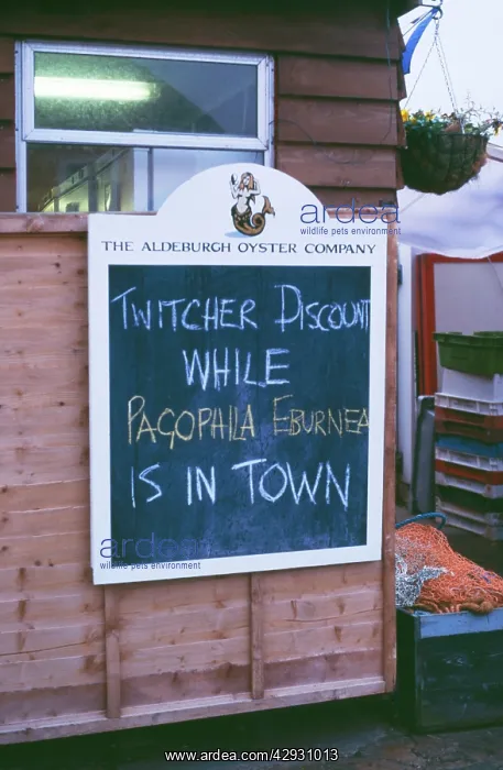 : BIRD WATCHING - Birdwatchers / Twitcher Ivory Gull Sign : BIRD WATCHING - Birdwatchers / Twitcher Ivory Gull Sign