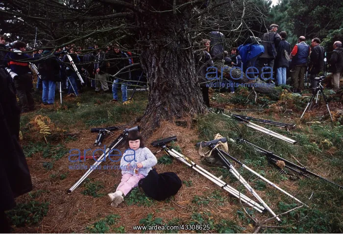 : BIRD WATCHING - and girl sitting under tree : BIRD WATCHING - and girl sitting under tree