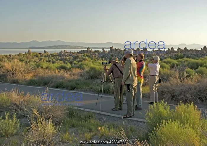 : Bird Watching Group - by Mono Lake at dawn : Bird Watching Group - by Mono Lake at dawn