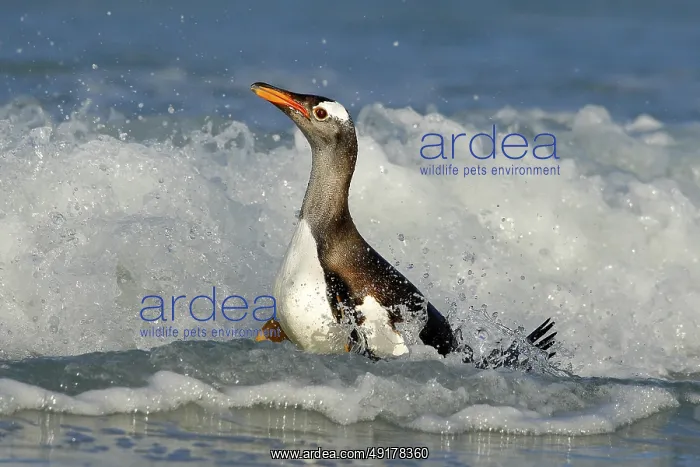 : Bird in the water. Gentoo penguin jumps out of the blue water while swimming through the ocean in Falkland Island : Bird in the water. Gentoo penguin jumps out of the blue water while swimming through the ocean in Falkland Island
