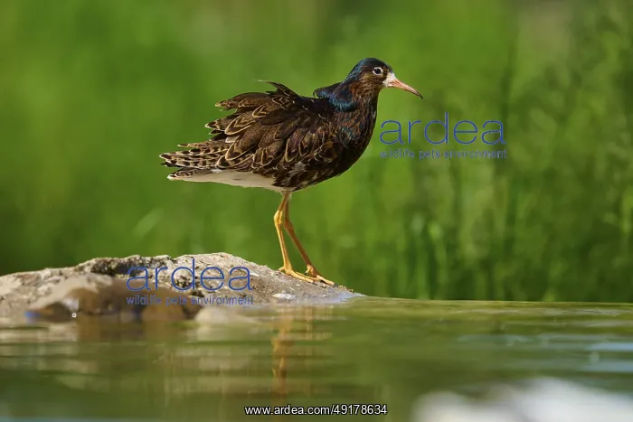 : Bird at the water on a stone in front of a green background : Bird at the water on a stone in front of a green background