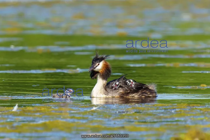 : A bird in the water with its young : A bird in the water with its young