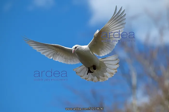  : BIRD. white Dove. feral Pigeon