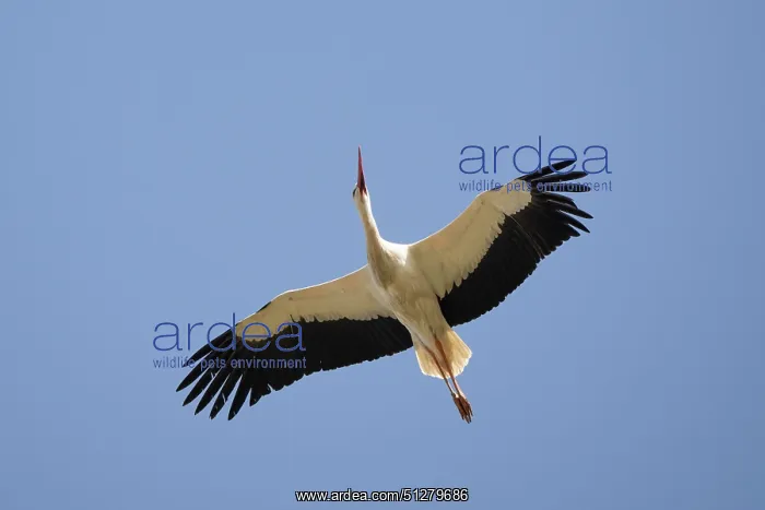  : BIRD. White Stork, in flight against a blue sky