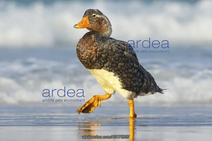 : Bird, wildlife nature.Duck in the blue water : Bird, wildlife nature.Duck in the blue water