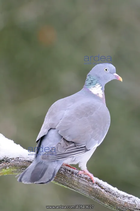 : BIRD. Woodpigeon : BIRD. Woodpigeon