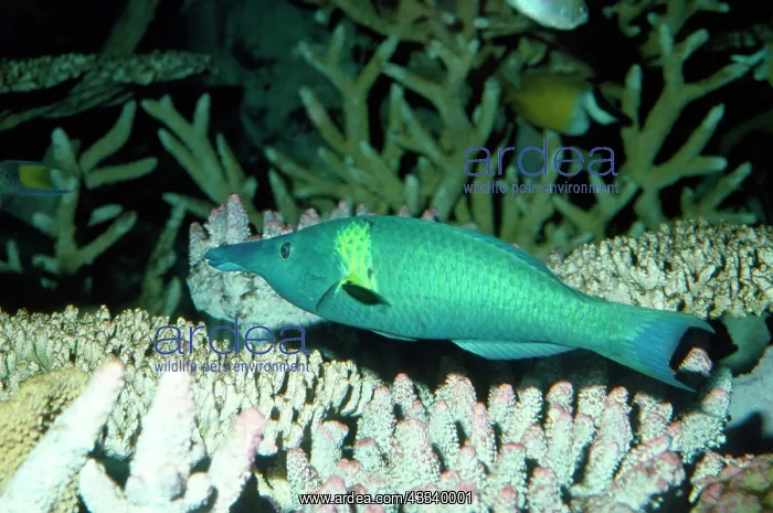 : Bird Wrasse Fish : Bird Wrasse Fish
