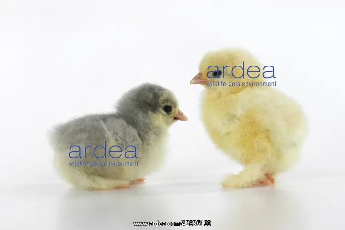 : BIRD, X2 one day old chicks, , on white background, studio : BIRD, X2 one day old chicks, , on white background, studio