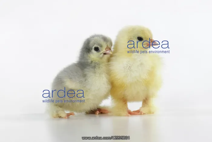 : BIRD, X2 one day old chicks, , on white background, studio : BIRD, X2 one day old chicks, , on white background, studio