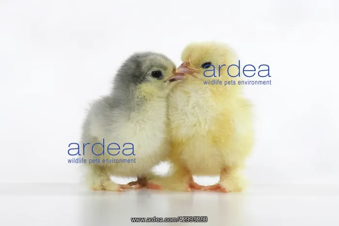 : BIRD, X2 one day old chicks, , on white background, studio : BIRD, X2 one day old chicks, , on white background, studio