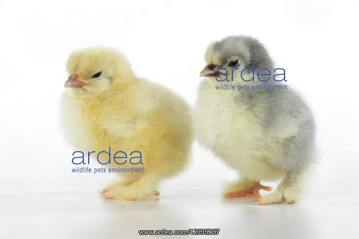 : BIRD, X2 one day old chicks, , on white background, studio : BIRD, X2 one day old chicks, , on white background, studio