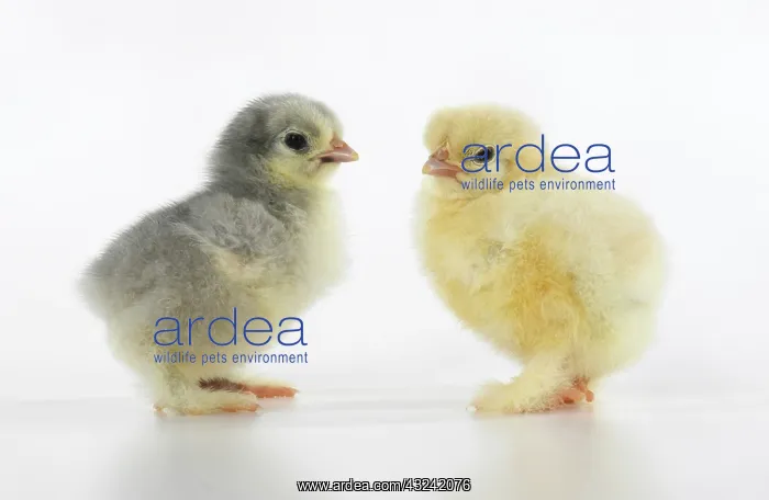 : BIRD, X2 one day old chicks, , on white background, studio : BIRD, X2 one day old chicks, , on white background, studio