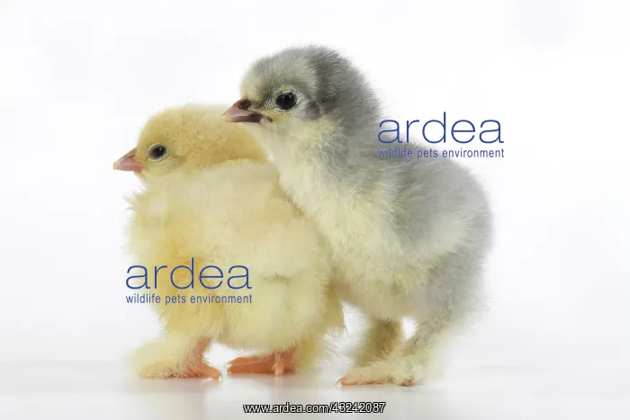 : BIRD, X2 one day old chicks, , on white background, studio : BIRD, X2 one day old chicks, , on white background, studio
