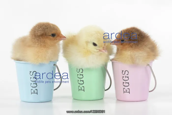: BIRD. X3 Chicken chicks, 1 day old, sitting : BIRD. X3 Chicken chicks, 1 day old, sitting