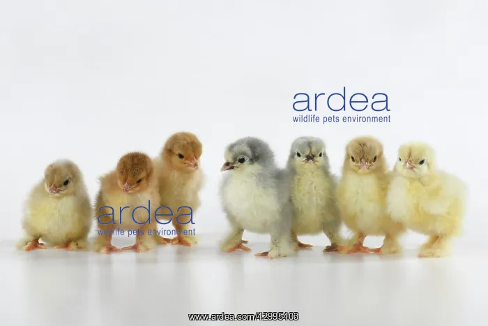 : BIRD, X7 one day old chicks in a line, chicken : BIRD, X7 one day old chicks in a line, chicken