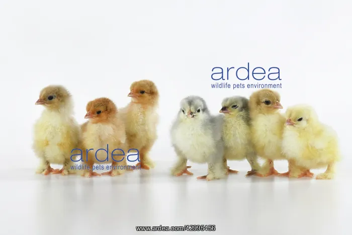 : BIRD, X7 one day old chicks in a line, chicken : BIRD, X7 one day old chicks in a line, chicken