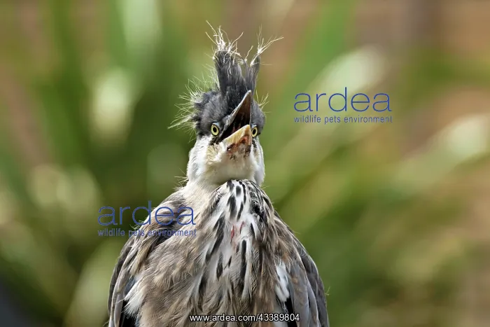 : BIRD. Young Heron, begging for food, beak open : BIRD. Young Heron, begging for food, beak open