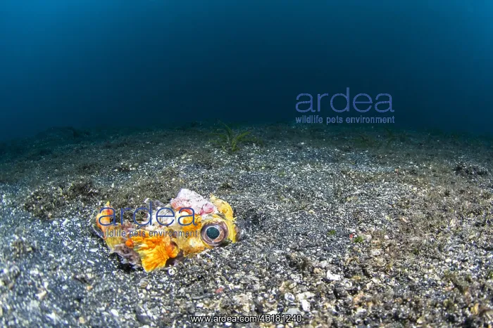 : Birdbeak burrfish (Cyclichthys orbicularis) hiding : Birdbeak burrfish (Cyclichthys orbicularis) hiding