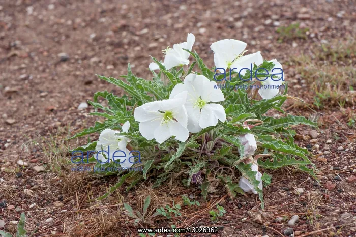 : Birdcage Evening Primrose : Birdcage Evening Primrose