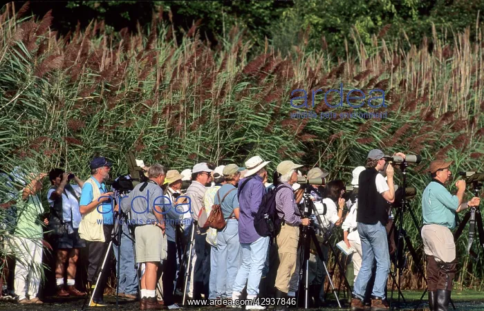 : Birders. Jamaica Bay, New York, USA : Birders. Jamaica Bay, New York, USA