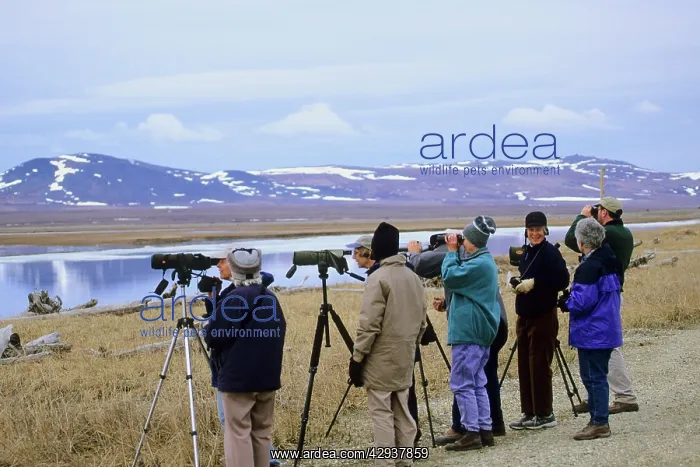  : Birders. Nome Alaska