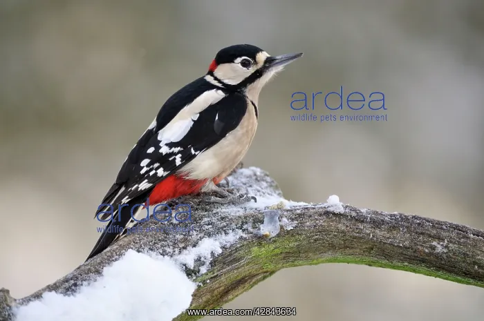 : BIRD.Great spotted woodpecker : BIRD.Great spotted woodpecker
